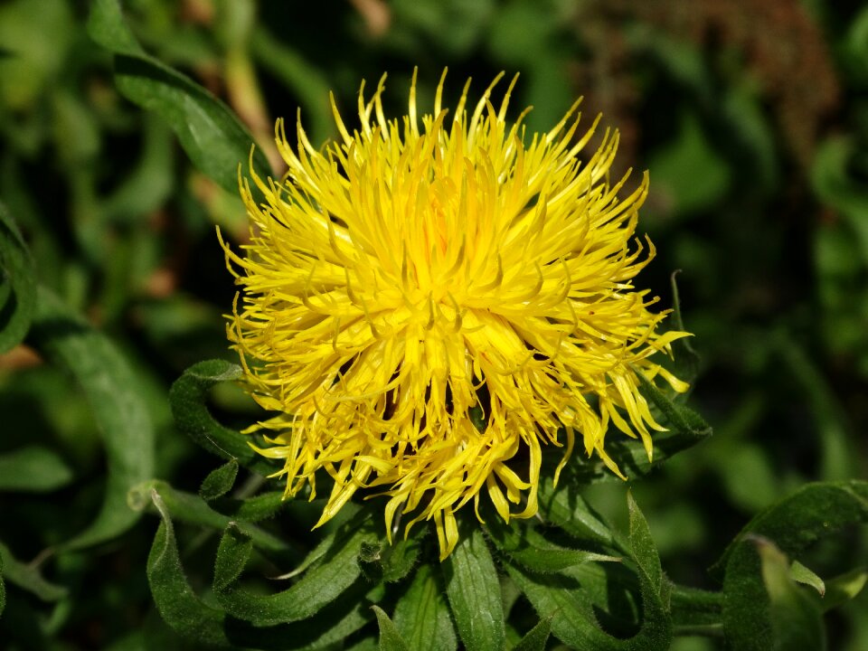 Flower yellow summer