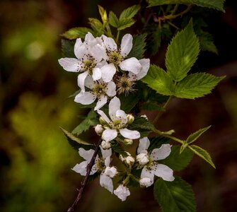Berry flowers thorns blackberry canes
