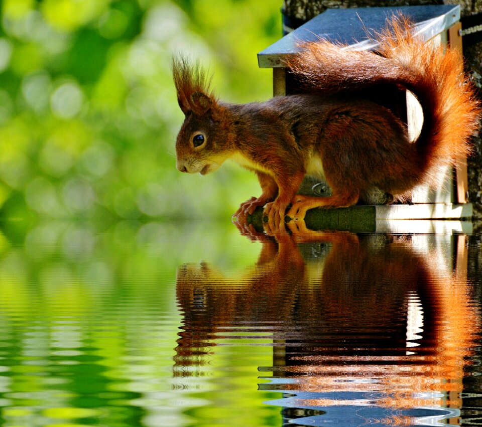 Mirroring water nature