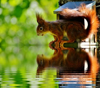 Mirroring water nature