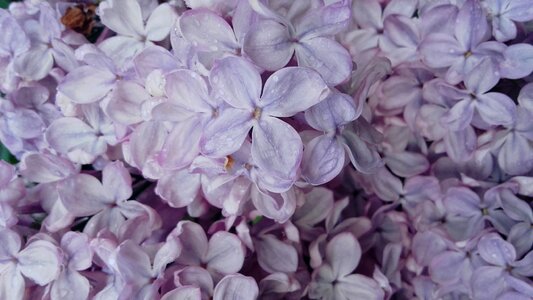 Flowering bush spring