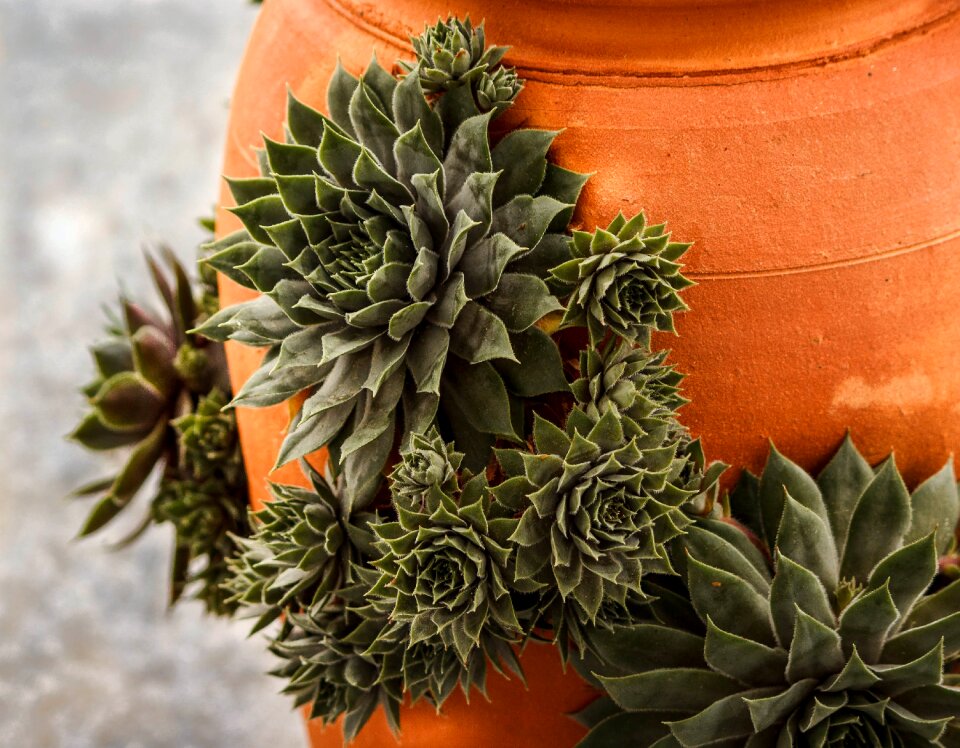 Succulent rosette terracotta