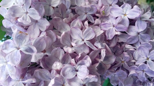 Flowering bush spring