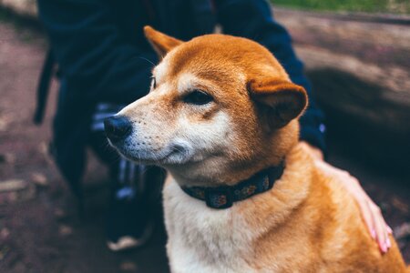 Face collar animal photo