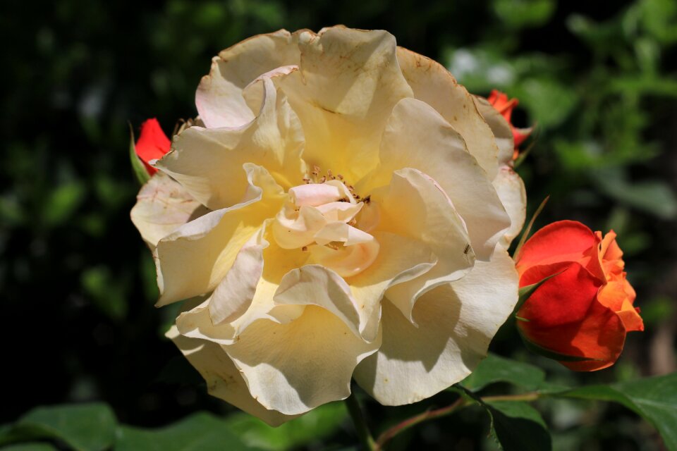 Plant nature flowers