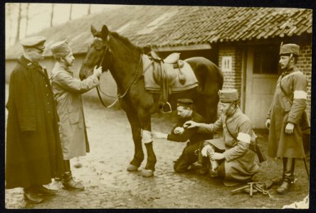 Auch die Pferde werden gut verbunden und gepflegt. Soldaten verzorgen een paard., Bestanddeelnr 158-1294