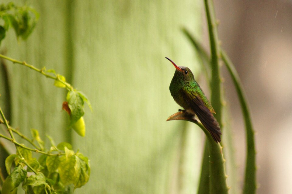 Armenia quindio colombia