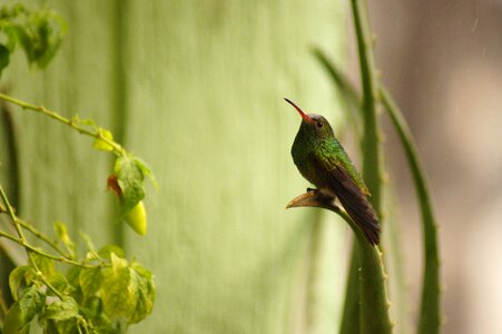 Armenia quindio colombia photo