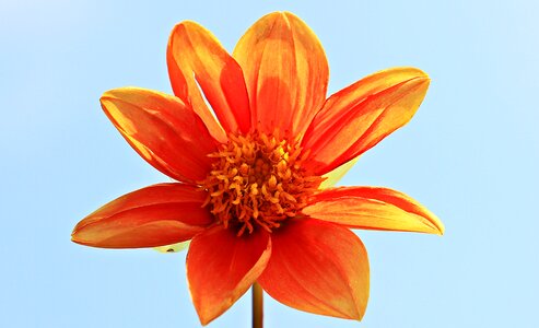 Bloom orange nature photo