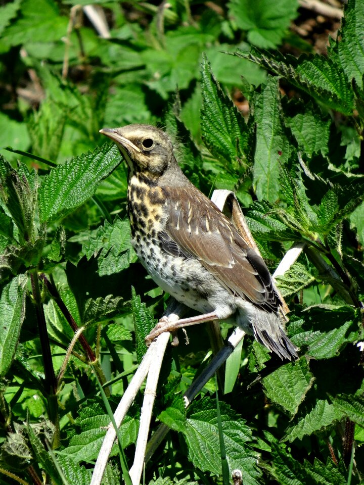 Closeup wild bird the sparrow