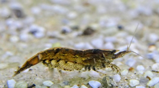 Atyopsis moluccensis - Molukken-Fächergarnele - subadult