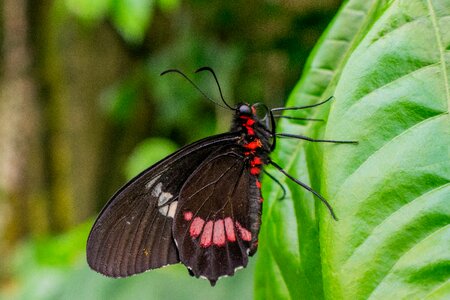 Flower butterfly wings colorful