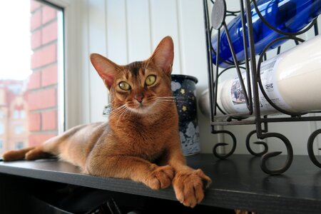 Abyssinians abissintsykotyata abyssinian