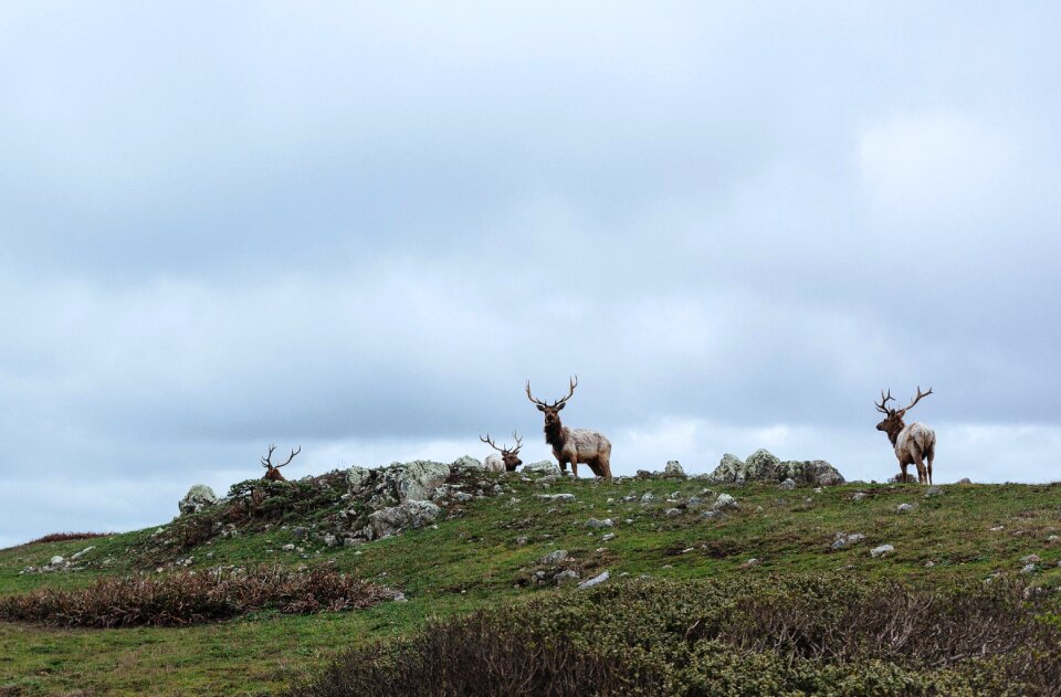 Antlers wildlife deer