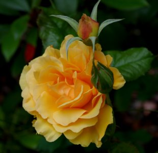 Au bord du chemin - rose jaune 2