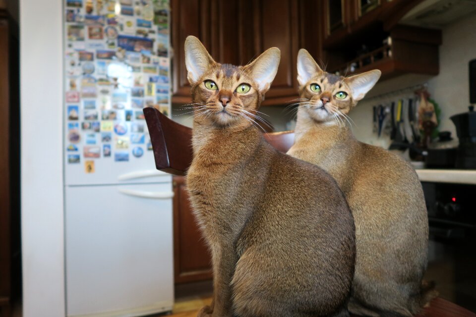 Abyssinians abyssinians kittens abyssinian