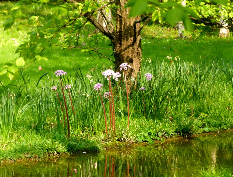 Au bord de l'eau jardin Albert Kahn
