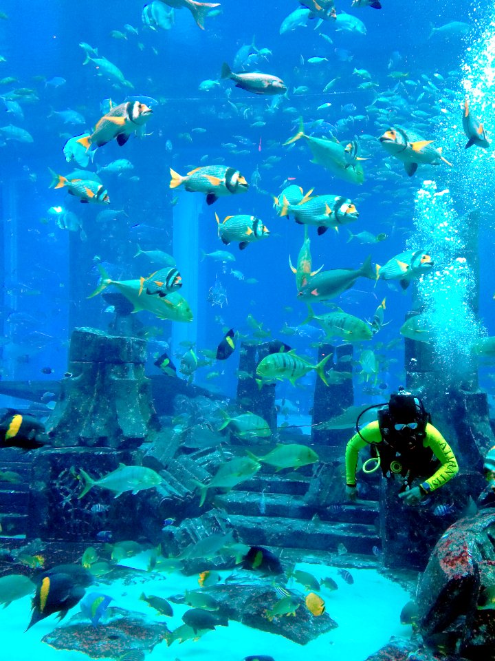 Atlantis Dubai Aquarium