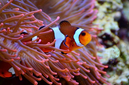 Amphiprion fish water creature photo
