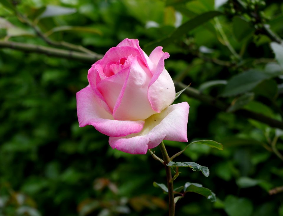 Au bord du chemin - rose