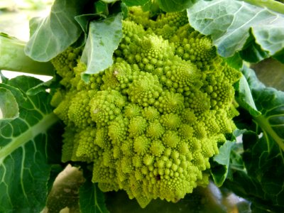 Au marché - chou Romanesco
