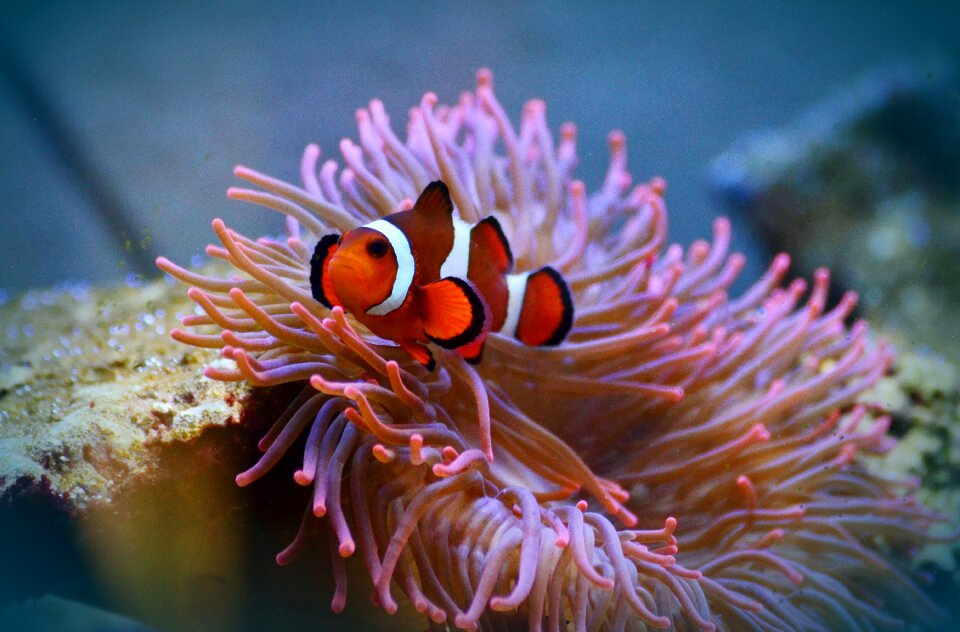 Fish aquarium water creature