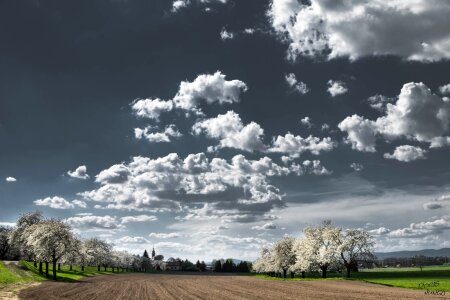 Flowering tree cherry spring