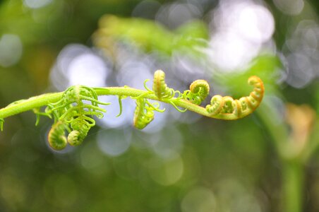 Fern bokeh background photo