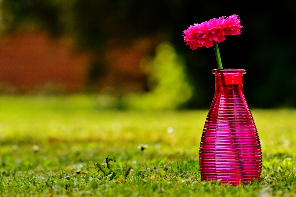 Decoration pink transparent photo