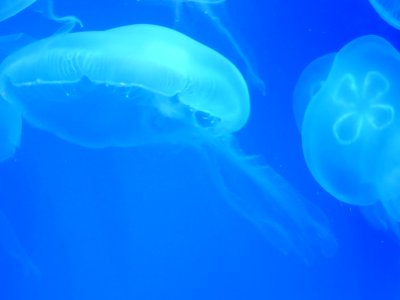 Aurelia-aurita-3 (cropped)