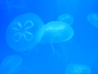 Aurelia-aurita-2