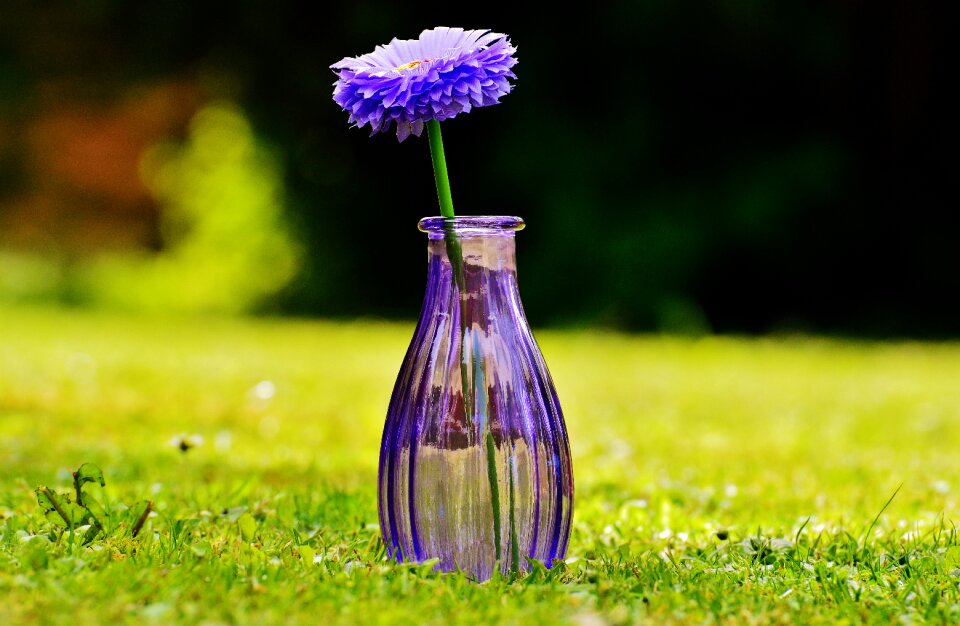 Decoration purple transparent