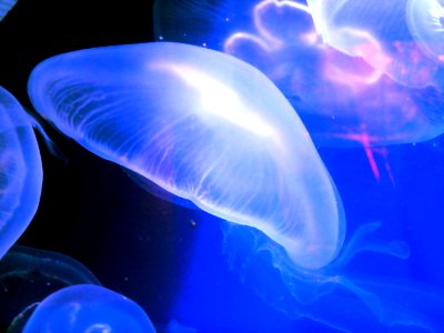 Aurelia-aurita-4