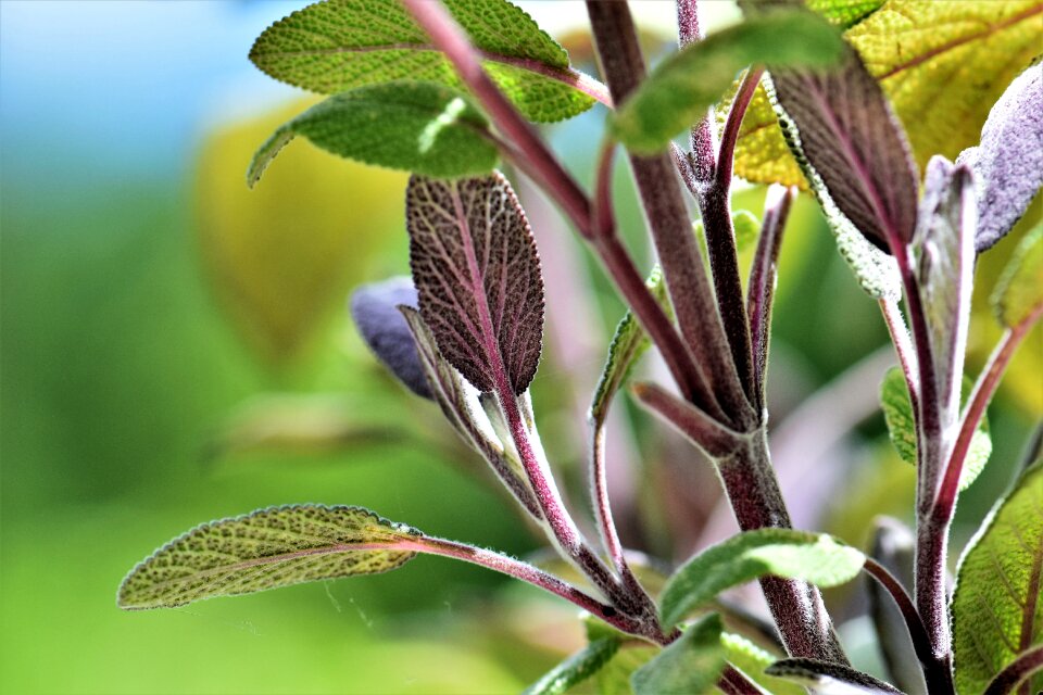 Green leaves medicinal plant