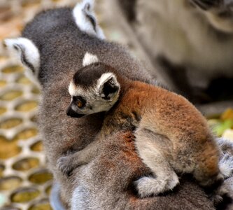Child young animal cute