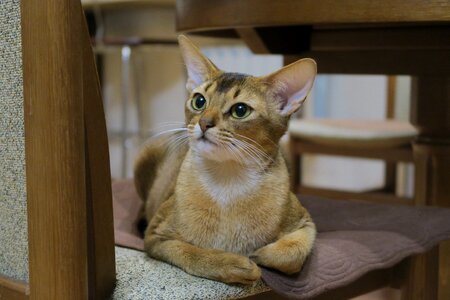 Abyssinians abyssinians kittens abyssinian photo