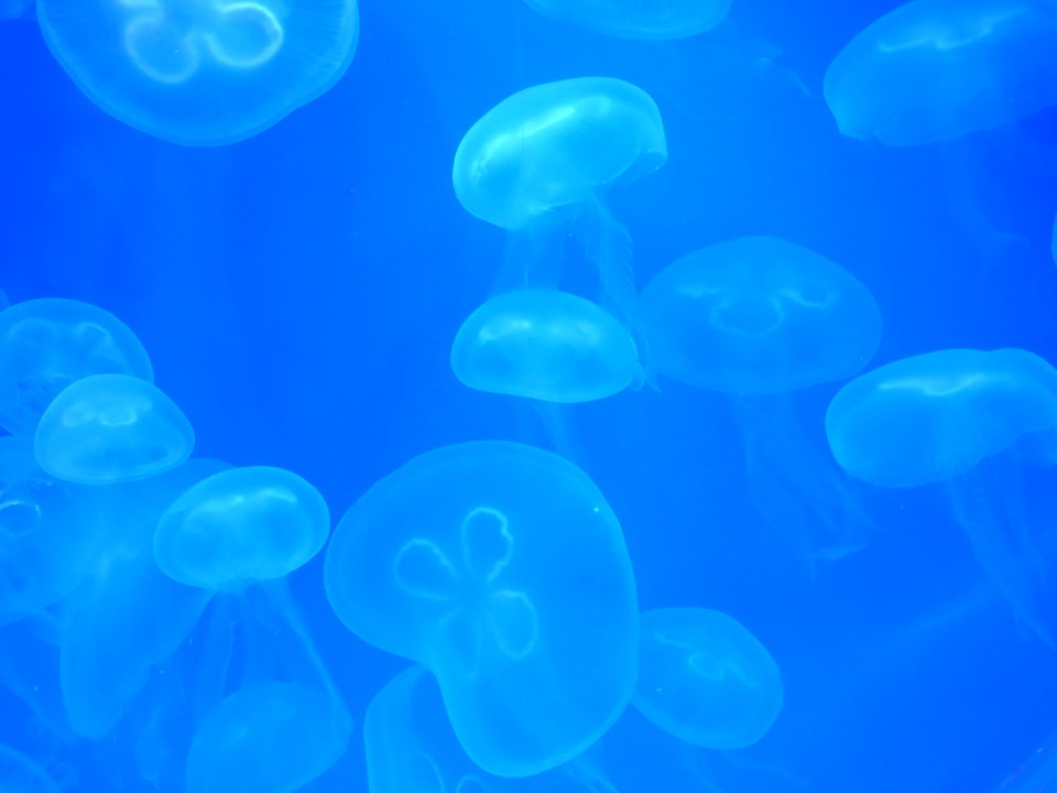 Aurelia-aurita-5