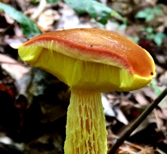 Aureoboletus betula 90342945