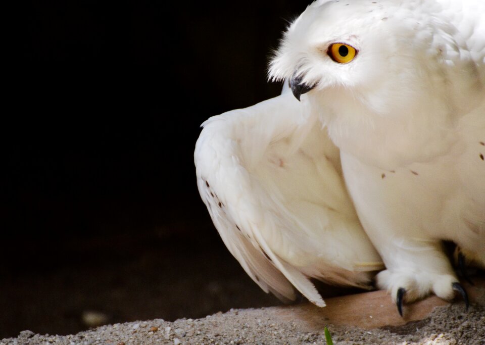 Snowy owl birds nocturnal