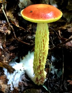 Aureoboletus betula 90342936