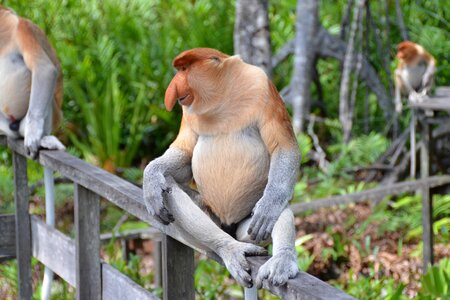 Long-nosed monkey nose borneo photo