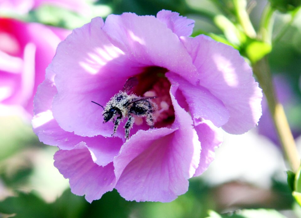 Insects forage garden