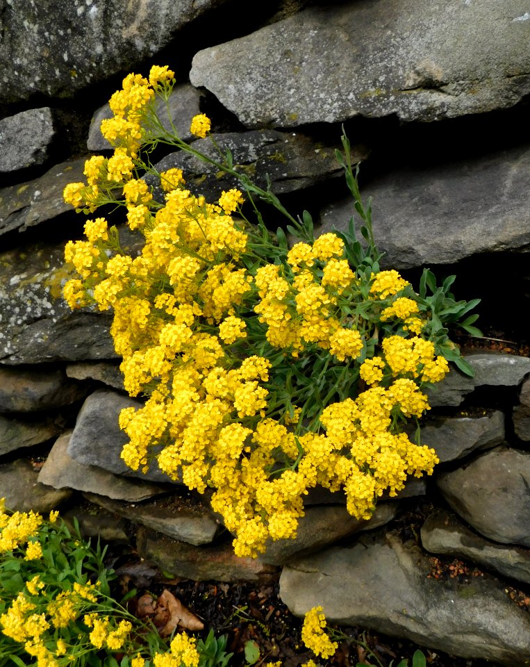 Aurinia saxatilis summit
