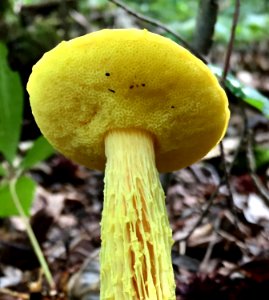 Aureoboletus betula 90342970
