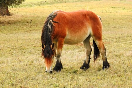 Young horse pasture paddock photo