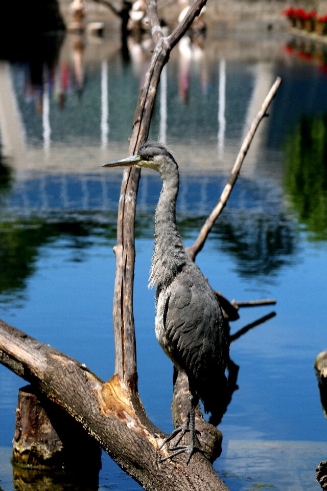 Zoo tiergarten grey heron