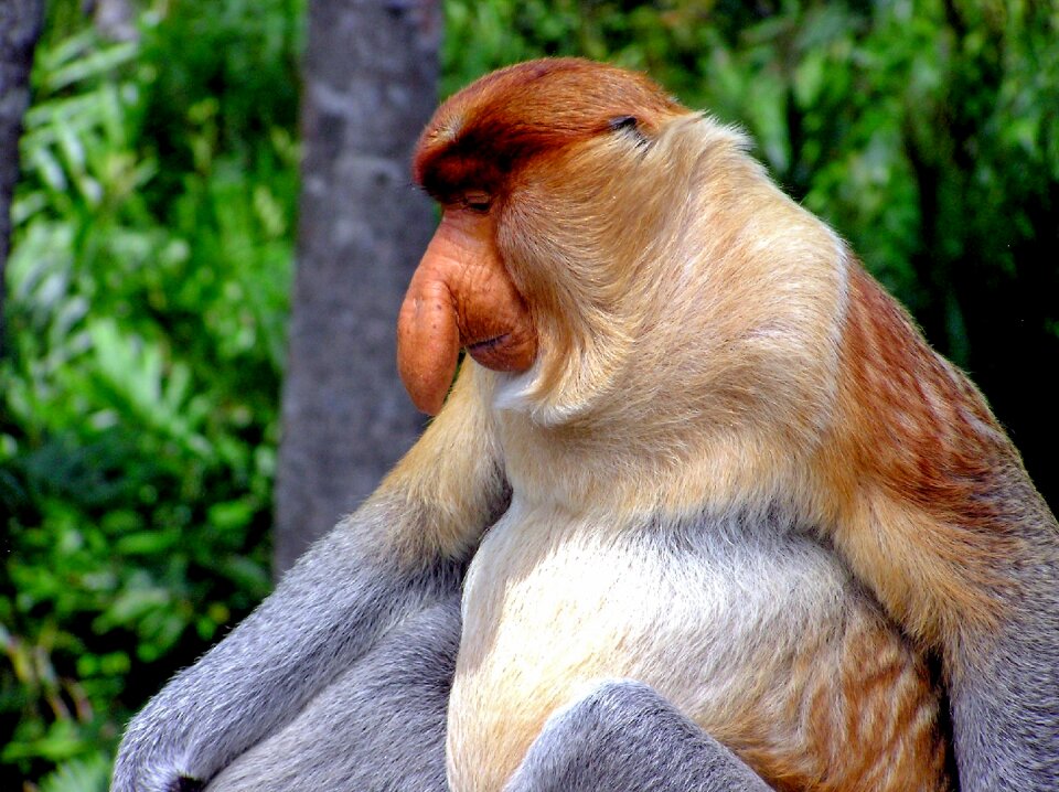 Long-nosed monkey nose borneo
