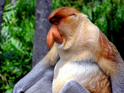 Long-nosed monkey nose borneo