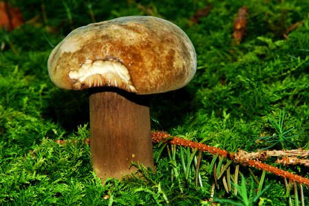 Forest floor moss mushroom picking