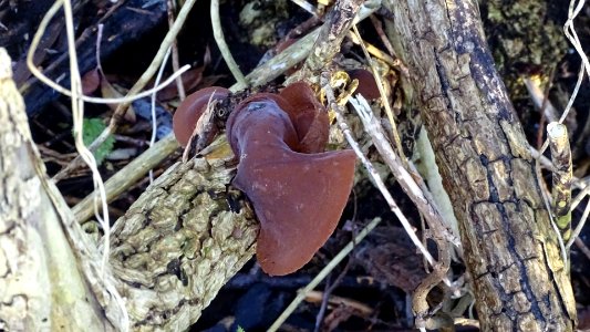 Auricularia auricula-judae 108881137